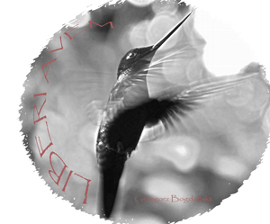 logoPic